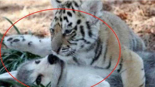 大哥爆料小老虎视频大全,小老虎视频大全精彩瞬间大放送 第1张 大哥爆料小老虎视频大全,小老虎视频大全精彩瞬间大放送 第1张